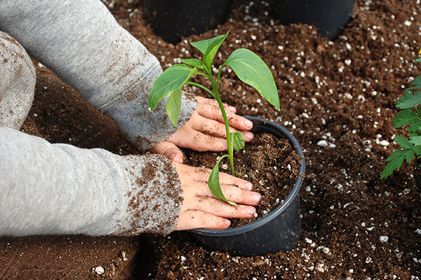 Desarrollo de las plantas La imagen muestra las manos de un niño plantando un brote