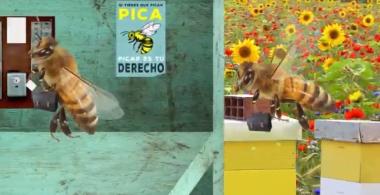 Abejas robots