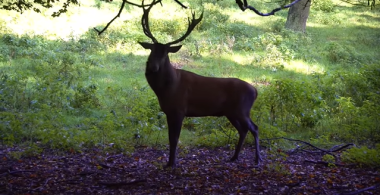Mi amigo el huemul